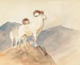 Carl Rungius, Dall Sheep