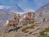 Carl Rungius, Bighorn Sheep, Nigel Pass, Alberta
