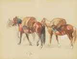 Carl Rungius, Packhorses
