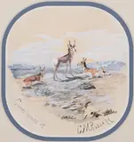 Charles Marion Russell, Antelopes (ca. 1883-84)