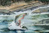 William J. Schaldach, Brook Trout, watercolor on paper