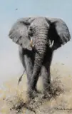 David Shepherd, Elephant Reflections, oil on canvas