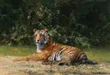 David Shepherd, Tiger, 1991, oil on canvas laid on board
