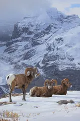 Daniel Smith, Alpine Kingdom, 2021, acrylic on board