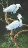 Ken Carlson, Snowy Egrets