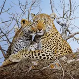 Steve Burgess, Family Tree