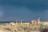 Ken Carlson, July Sky – Pronghorns