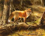 Bonnie Marris, Autumn Red