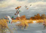 David Maass, Breaking Out – Mallards