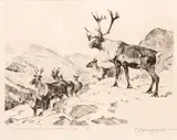 Carl Rungius, Mountain Caribou, etching on paper