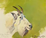 Carl Rungius, Mountain Goat