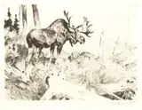 Carl Rungius, Browsing, etching with drypoint on paper