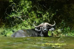 Cool Buffalo by David Shepherd, 2011, oil on canvas, sold Jul 2020