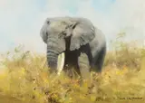 David Shepherd, Elephant, oil on canvas