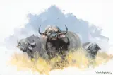 David Shepherd, Three Buffalo, 1997, oil on canvas