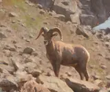 Tucker Smith, Young Ram, 2006, oil on canvas