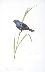 Ultramarine Grosbeak by Axel Amuchástegui, watercolor on paper, sold Jul 2019