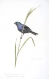 Axel Amuchástegui, Ultramarine Grosbeak, watercolor on paper