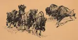 Buffalo by Edward Borein, pen & ink on paper, sold Jul 2019