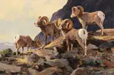 Ken Carlson, Bighorns, oil on board