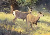 Ken Carlson, Mountain Meadow – Mule Deer, oil on board