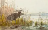 John Fery, Moose – Lake MacDonald, watercolor on paper