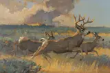 Bob Kuhn, Code Orange – Mule Deer