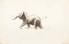 Wilhelm Kuhnert, Elephant, etching on paper (17/60)