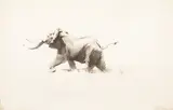 Wilhelm Kuhnert, Elephant, etching on paper (17/60)