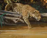 Bob Kuhn, Touching the Morning Sun, acrylic on board