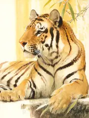 Bob Kuhn, Tiger, 1980, watercolor on paper