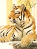 Bob Kuhn, Tiger