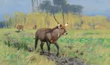 Wilhelm Kuhnert, Wasserbocke (Waterbuck)