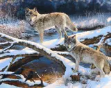 Bonnie Marris, Morning Gathering
