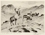 Carl Rungius, Above Timberline, etching on paper