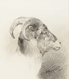 Carl Rungius, Ram, 1910, pencil on paper