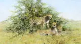 David Shepherd, Cheetahs in Thorn Bush, oil on canvas