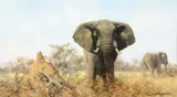 David Shepherd, Elephants with Ant Hill