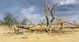 David Shepherd, Storm over the Luangwa