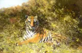 David Shepherd, Tiger in the Bushes, 2011, oil on canvas