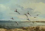 George Browne, Canvasbacks Swinging the Channel, Chesapeake Bay