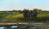 Michael Coleman, Cape Buffalo