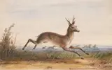 Alfred Jacob Miller, Antelope