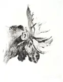 Carl Rungius, Old Bull, etching on paper