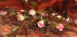 Richard Schmid, Tea Roses