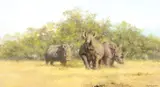 David Shepherd, Black Rhinos