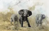 David Shepherd, Angry Elephants