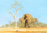 David Shepherd, Elephant Country