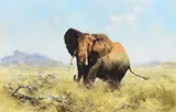 David Shepherd, Old Tsavo Cow
