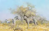 David Shepherd, Zebras